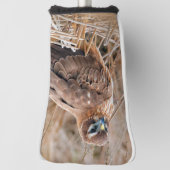 Mooie noordelijke Harrier Hawk in de moerassen Golfheadcover (Draai 90)