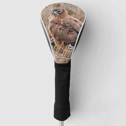 Mooie noordelijke Harrier Hawk in de moerassen Golfheadcover (Voorkant)