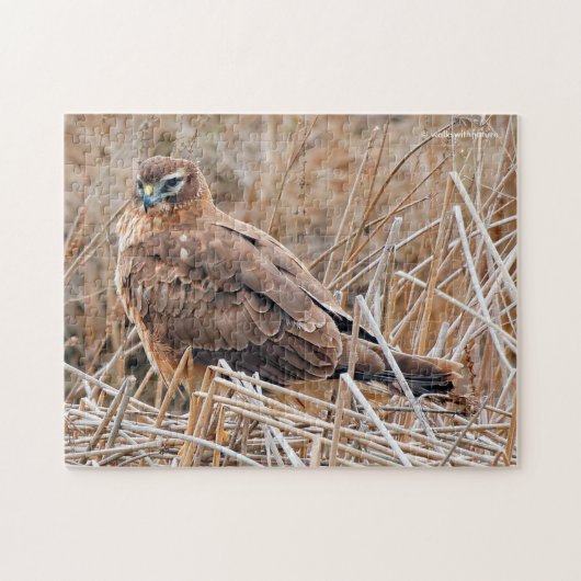 Mooie noordelijke Harrier Hawk in de moerassen Legpuzzel (Horizontaal)