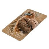 Mooie noordelijke Harrier Hawk in de moerassen Magneet (Linkerzijde)