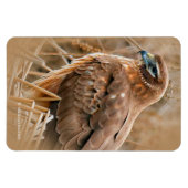 Mooie noordelijke Harrier Hawk in de moerassen Magneet (Horizontaal)