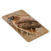 Mooie noordelijke Harrier Hawk in de moerassen Magneet (Rechterzijde)