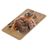 Mooie noordelijke Harrier Hawk in de moerassen Magneet (Linkerzijde)