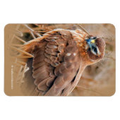 Mooie noordelijke Harrier Hawk in de moerassen Magneet (Horizontaal)