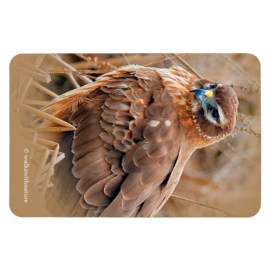 Mooie noordelijke Harrier Hawk in de moerassen Magneet (Horizontaal)