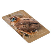 Mooie noordelijke Harrier Hawk in de moerassen Magneet (Rechterzijde)