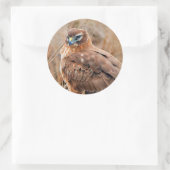 Mooie noordelijke Harrier Hawk in de moerassen Ronde Sticker (Tas)