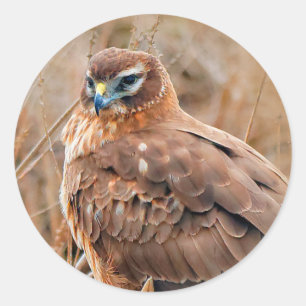 Mooie noordelijke Harrier Hawk in de moerassen Ronde Sticker