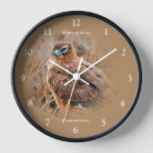 Mooie noordelijke Harrier Hawk in Marsh (Voorkant)