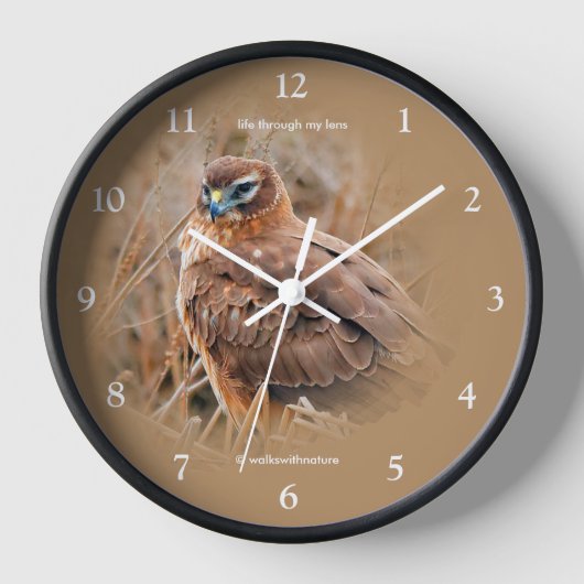 Mooie noordelijke Harrier Hawk in Marsh (Voorkant)