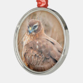 Mooie noordelijke Harrier Hawk in Marsh Metalen Ornament (Links)
