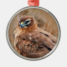 Mooie noordelijke Harrier Hawk in Marsh Metalen Ornament