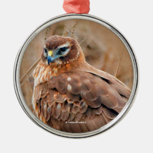 Mooie noordelijke Harrier Hawk in Marsh Metalen Ornament