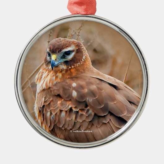 Mooie noordelijke Harrier Hawk in Marsh Metalen Ornament (Voorkant)