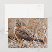 Mooie noordelijke Harrier Hawk in Marshes Briefkaart (Voorkant / Achterkant)