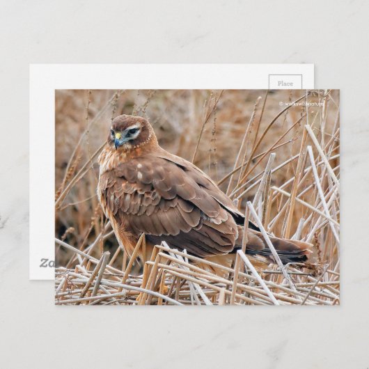 Mooie noordelijke Harrier Hawk in Marshes Briefkaart (Voorkant / Achterkant)