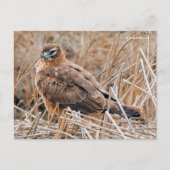 Mooie noordelijke Harrier Hawk in Marshes Briefkaart (Voorkant)