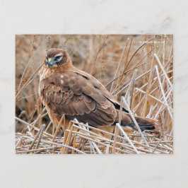 Mooie noordelijke Harrier Hawk in Marshes Briefkaart