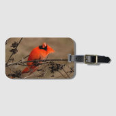 Mooie noordelijke kardinaal bagagelabel (Voorkant (horizontaal))