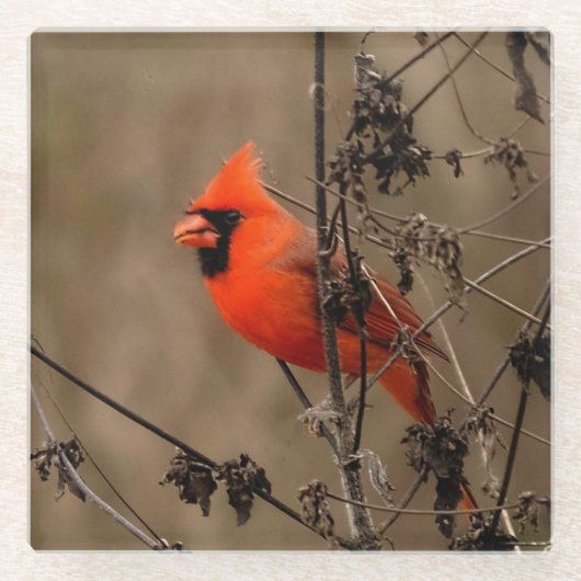 Mooie noordelijke kardinaal glazen onderzetter (Voorkant)