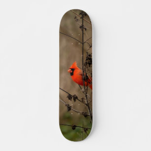Mooie noordelijke kardinaal persoonlijk skateboard