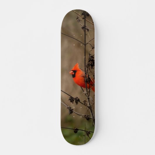 Mooie noordelijke kardinaal persoonlijk skateboard (Voorkant)