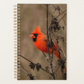 Mooie noordelijke kardinaal planner (Voorkant)