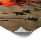 Mooie noordelijke kardinaal poster (Hoek)