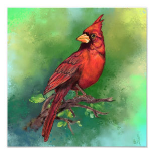 Mooie Noordelijke Rode Kardinaal Vogel Fotoprint Foto Afdruk