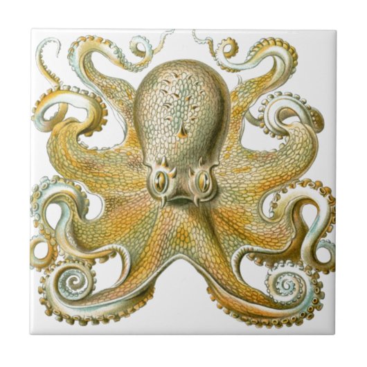 Mooie octopus afbeelding van Haeckel Tegeltje (Voorkant)