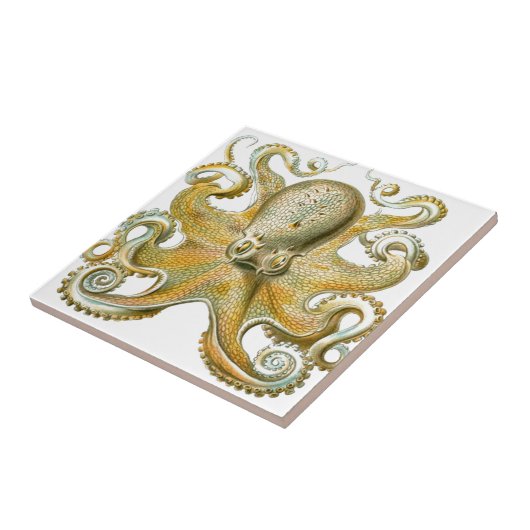 Mooie octopus afbeelding van Haeckel Tegeltje (Zijkant)