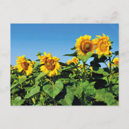 Mooie Oekraïense Zonnebloemen Briefkaart