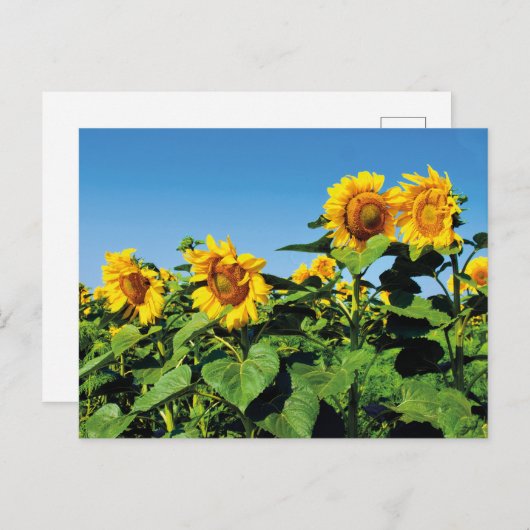 Mooie Oekraïense Zonnebloemen Briefkaart (Voorkant / Achterkant)