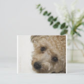 Mooie ogen van een Yorkie Poo Puppy Briefkaart (Staand voorkant)