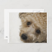 Mooie ogen van een Yorkie Poo Puppy Briefkaart (Voorkant / Achterkant)