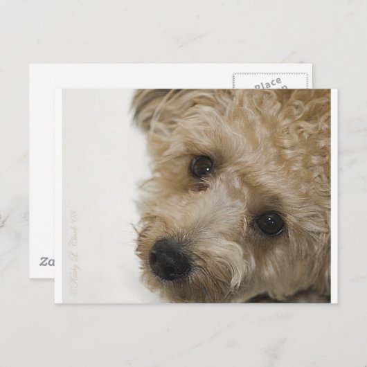 Mooie ogen van een Yorkie Poo Puppy Briefkaart (Voorkant / Achterkant)