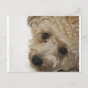 Mooie ogen van een Yorkie Poo Puppy Briefkaart
