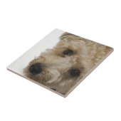 Mooie ogen van een Yorkie Poo Puppy Tegeltje (Zijkant)