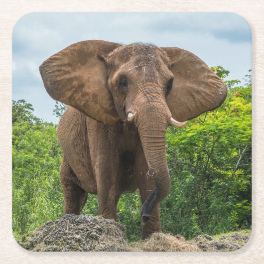 Mooie olifant spelen in het gras kartonnen onderzetters (Voorkant)