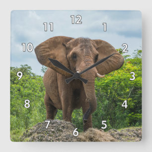 Mooie olifant spelen in het gras vierkante klok
