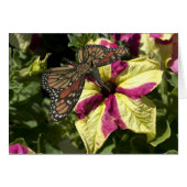 Mooie olifantenvlinder (Voorkant Horizontaal)