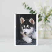 Mooie one Blue Eye Siberian Husky 2 Briefkaart (Staand voorkant)