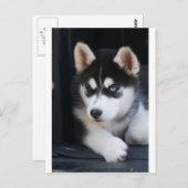 Mooie one Blue Eye Siberian Husky 2 Briefkaart (Voorkant / Achterkant)