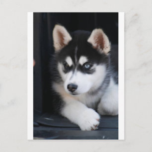 Mooie one Blue Eye Siberian Husky 2 Briefkaart