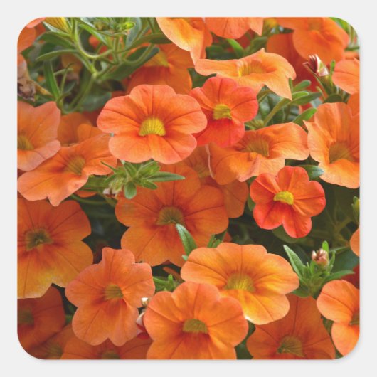 Mooie oranje bloemen vierkante sticker (Voorkant)
