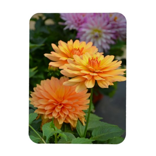 Mooie oranje dahlia bloemenkoelkastmagneet magneet (Verticaal)