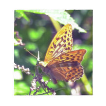 Mooie Oranje en zwarte vlinder