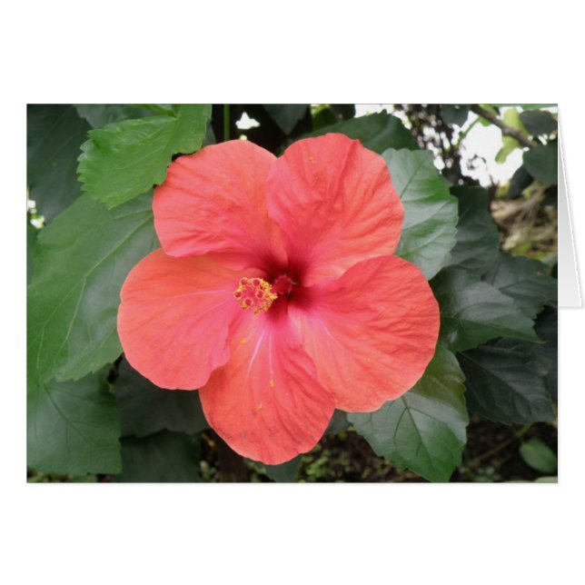 Mooie Oranje Hibiscus Bloem Custom Kaart (Voorkant Horizontaal)