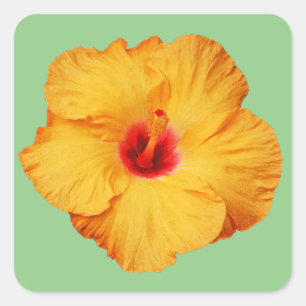 Mooie oranje hibiscus-bloem vierkante sticker