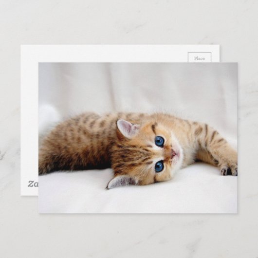 Mooie oranje keuken met blauwe ogen briefkaart (Voorkant / Achterkant)